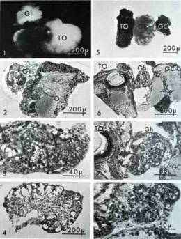 5_culture_gonade_tentacule_cerveau_pl_43.jpg