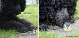Chien-mésange-450.jpg