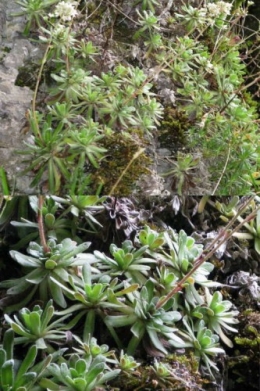 Saxifrage paniculée (Saxifraga paniculata)1.jpg