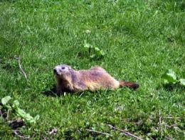 Marmota marmota011.jpg
