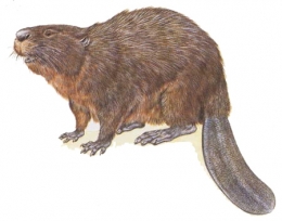 castor fiber,castor canadensis,bièvre