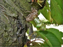 insectes,homoptères,cigale,cicadidés,cicadidae