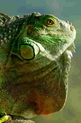 Iguana_iguana_fanon-1.jpg