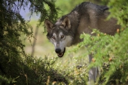 loup,prédation,massif jurassien,stratégie de prédation