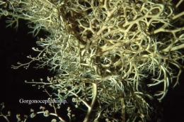 139Gorgonocephalus2-1.jpg