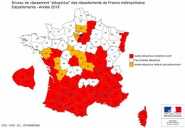 moustique-tigre,aedes albopictus,dengue,chikungunya,zika,hugo jalinière,sciences et avenir