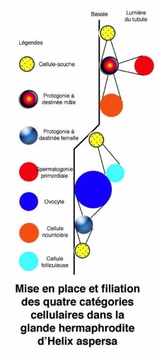 Fig_E_Filiation_gonocytes1.jpg