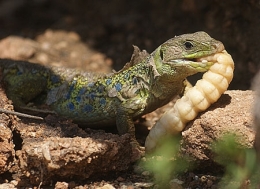 reptiles,sauriens,lacertidés,lézard ocellé