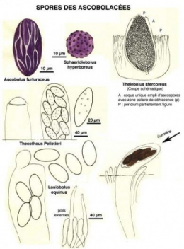 Champignons_coprophiles_020-11.jpg