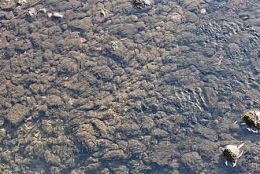 poissons,maladies,pathologie des poissons,doubs,loue,dessoubre,saprolegnia,état sanitaire,faune halieutique,doubs-franco-suisse,montbéliard