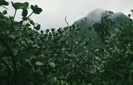 Guadeloupe_Soufrière_Carmichaël_1977_072-1.jpg