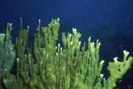 02Millepora_alcicornis1-1.jpg