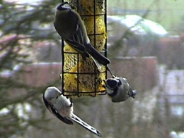 mésange charbonnière,mésange bleue,mésange à longue queue