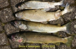 poissons,maladies,pathologie des poissons,doubs,doubs-franco-suisse,montbéliard