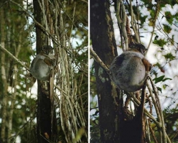 Lepilemur ruficaudatus_70-71-1.jpg