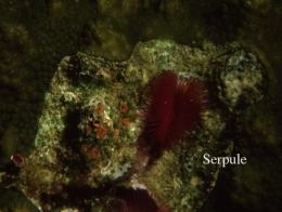 119Serpule-1.jpg