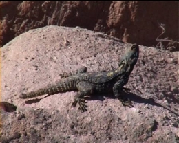 Uromastyx03.jpg