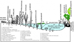 7.lacs_végétation-littorale-450.jpg