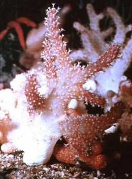 Alcyonium acaule.jpg