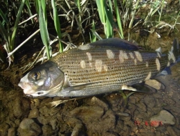 poissons,maladies,pathologie des poissons,doubs,doubs-franco-suisse,montbéliard