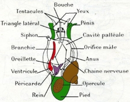 Prosobranche-morphologie.jpg