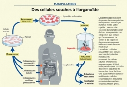 Des-cellules-souches-à-l'organoïde-450.jpg