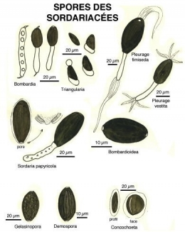 Champignons_coprophiles_032-11.jpg