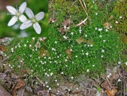 Moehringie mousse, Sabline mousse (Moehringia muscosa)01951.jpg