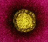 coronavirus