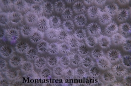 047Montastrea annularis41-1.jpg