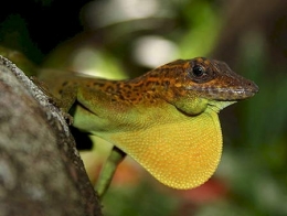 Anolis_marmoratus1_peter_nyman-1.jpg