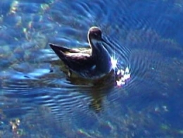 phalarope4.jpg