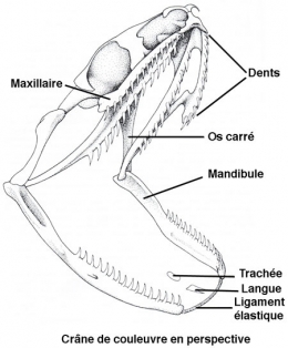 couleuvre d'esculape,michel cottet