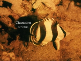 160Chaetodon striatus2-1.jpg