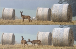 dominique delfino,photographe naturaliste et animalier,chevreuil,pays de montbéliard,