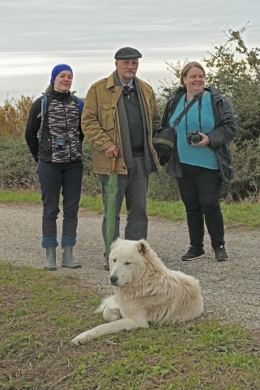 loup,attaques,prédateurs,patou,montagne des pyrénées,chien des pyrénées