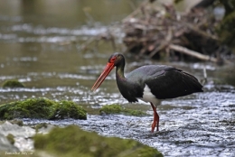 cigogne noire,dominique delfino,photographe naturaliste et animalier