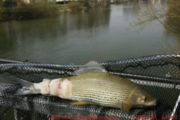 poissons,maladies,pathologie des poissons,doubs,doubs-franco-suisse,montbéliard