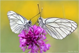 dominique delfino,photographe naturaliste et animalier,insectes,papillon,Aporia crataegi,gazé,piéride de l'aubapine