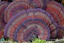 Polypore-450.jpg