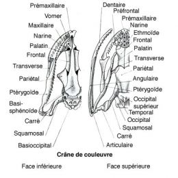 couleuvre d'esculape,michel cottet