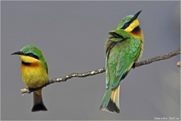 dominique delfino,photographe naturaliste et animalier,guêpier nain,oiseaux,masaï mara