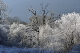 dominique delfino,photographe naturaliste et animalier,hiver,neige et givre,haut-doubs