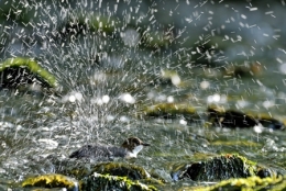 dominique delfino,photographe naturaliste et animalier,cincle d'eau,oiseau aquatique,moulin de la doue,glay