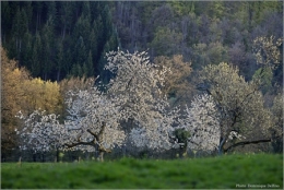 Tableau-de-printemps-Delfino-450.jpg