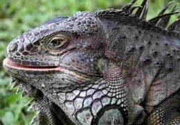 Iguana iguana_Red Butler-1.jpg