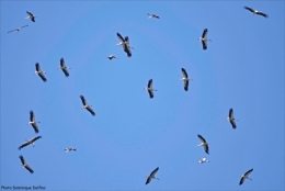 dominique delfino,photographe naturaliste et animalier,cigogne blanche,migration automnale,