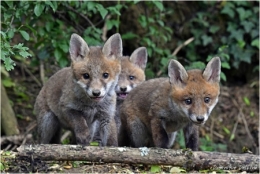 renard,renardeaux,dominique delfino,photographe naturaliste et animalier