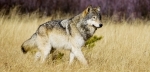 Loup - © ARDEA-MARY EVANS-SIPA.jpg