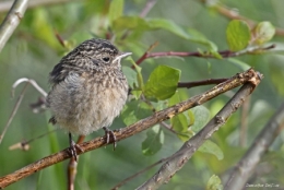 dominique delfino,photographe naturaliste et animalier tarier pâtre,plateau de brognard,pays de montbéliard